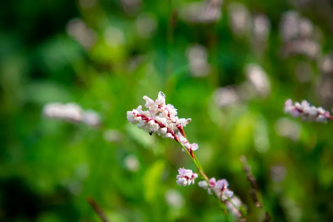 蓼花盛放成海，扬州又多了一处赏秋秘境