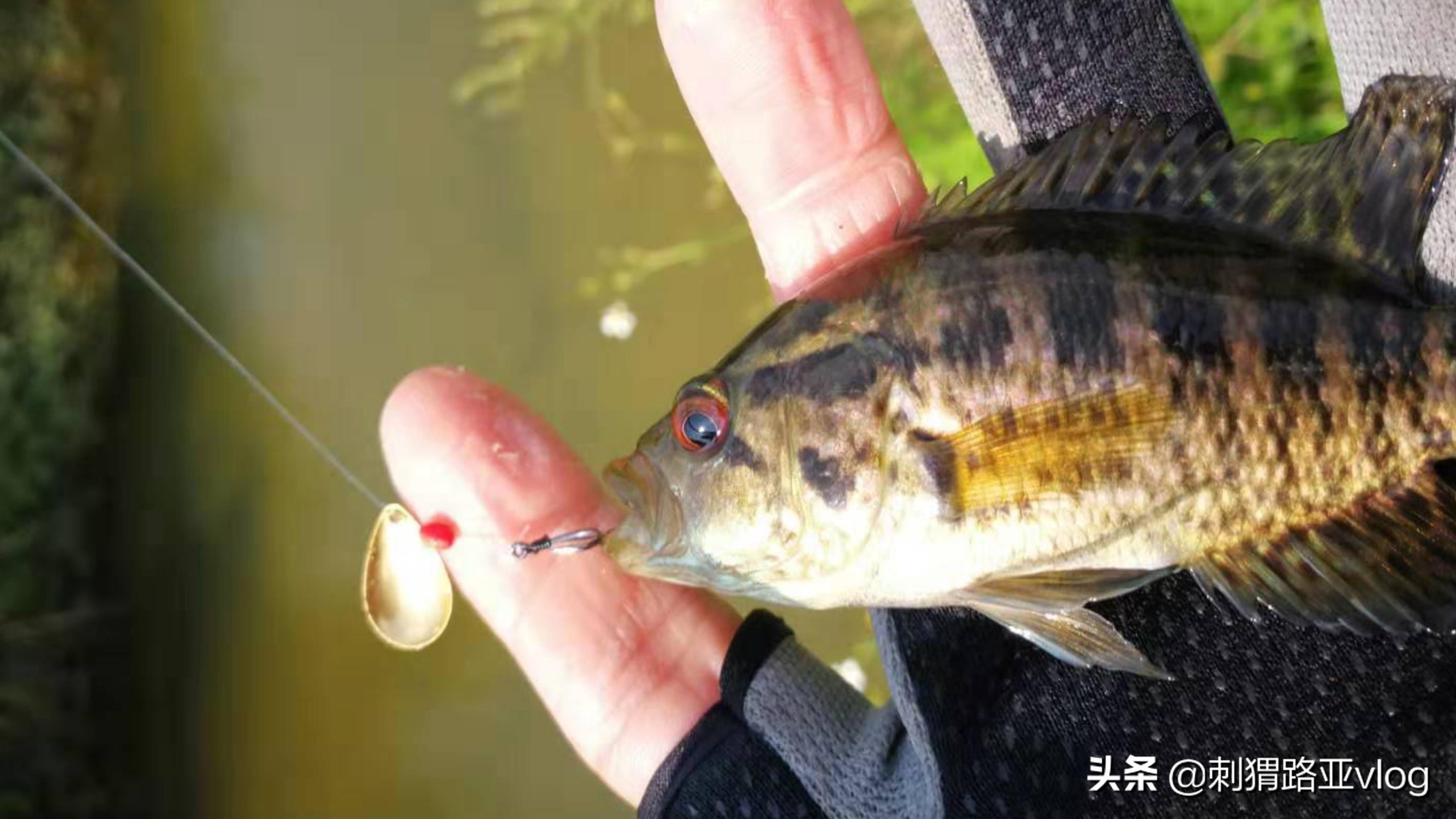 微物路亚亮片双钩钓组,路亚前导线双钩亮片绑法