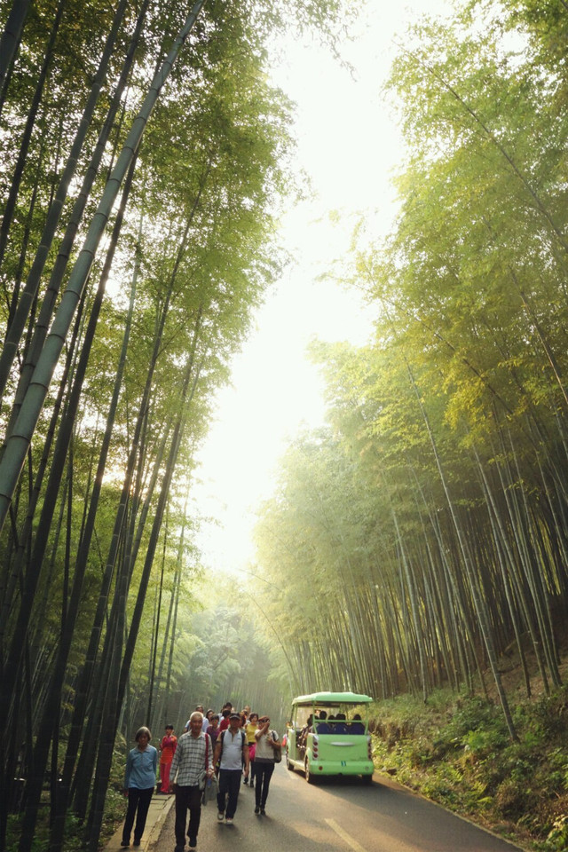 江苏安徽交界竹海,江苏竹林面积多少亩