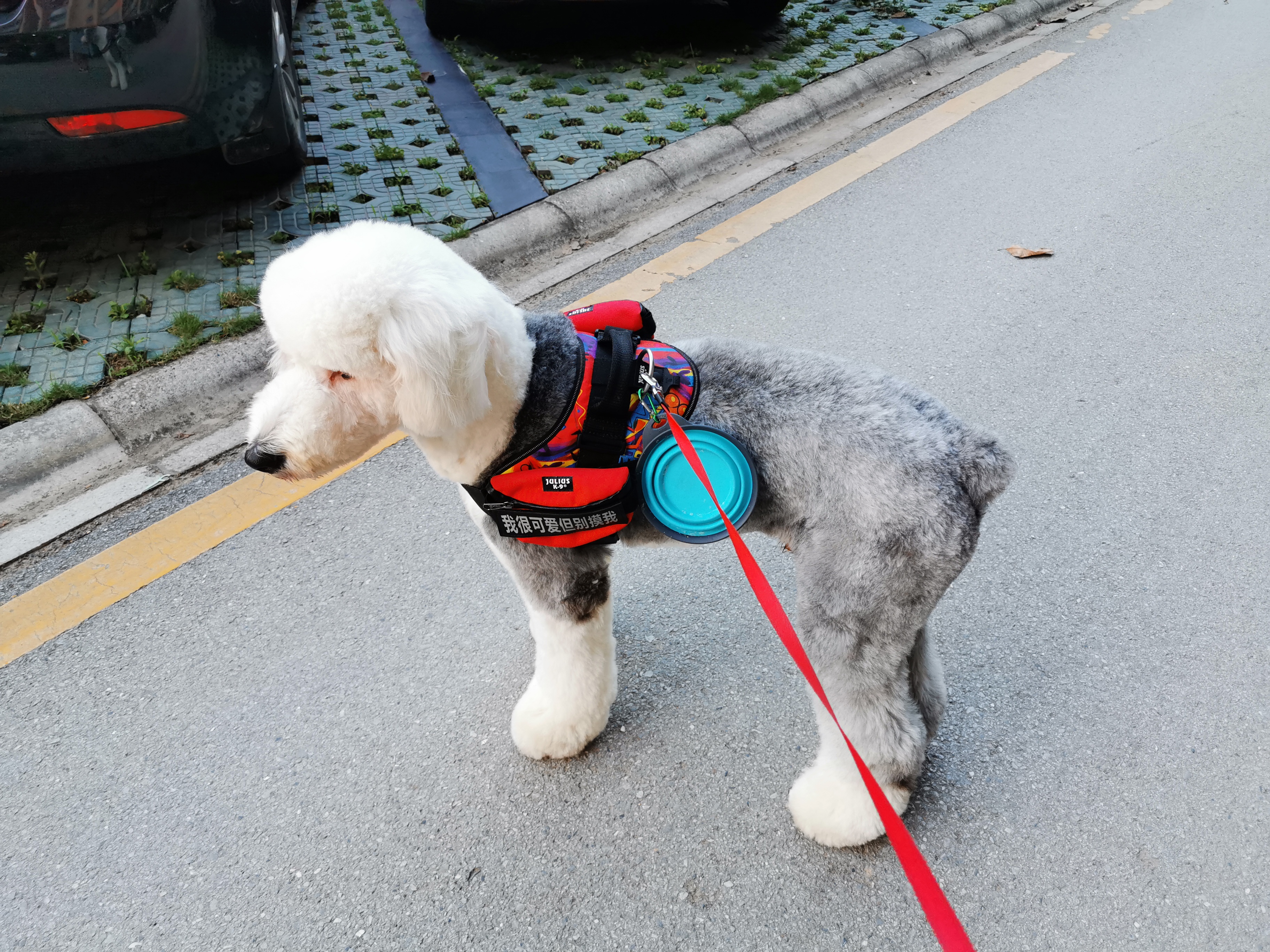 母狗发情期,狗主人记得要做好这3点,要不然哪天带球回家你别哭