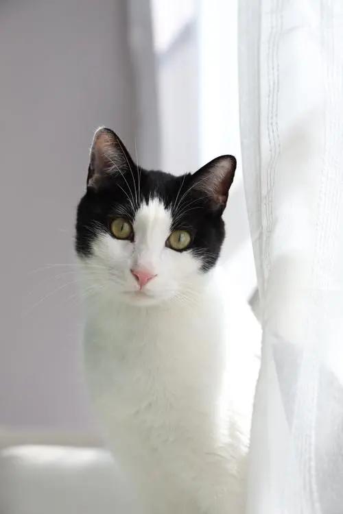 外国人把中国田园猫当成宝,中华田园猫在外国人眼里是什么