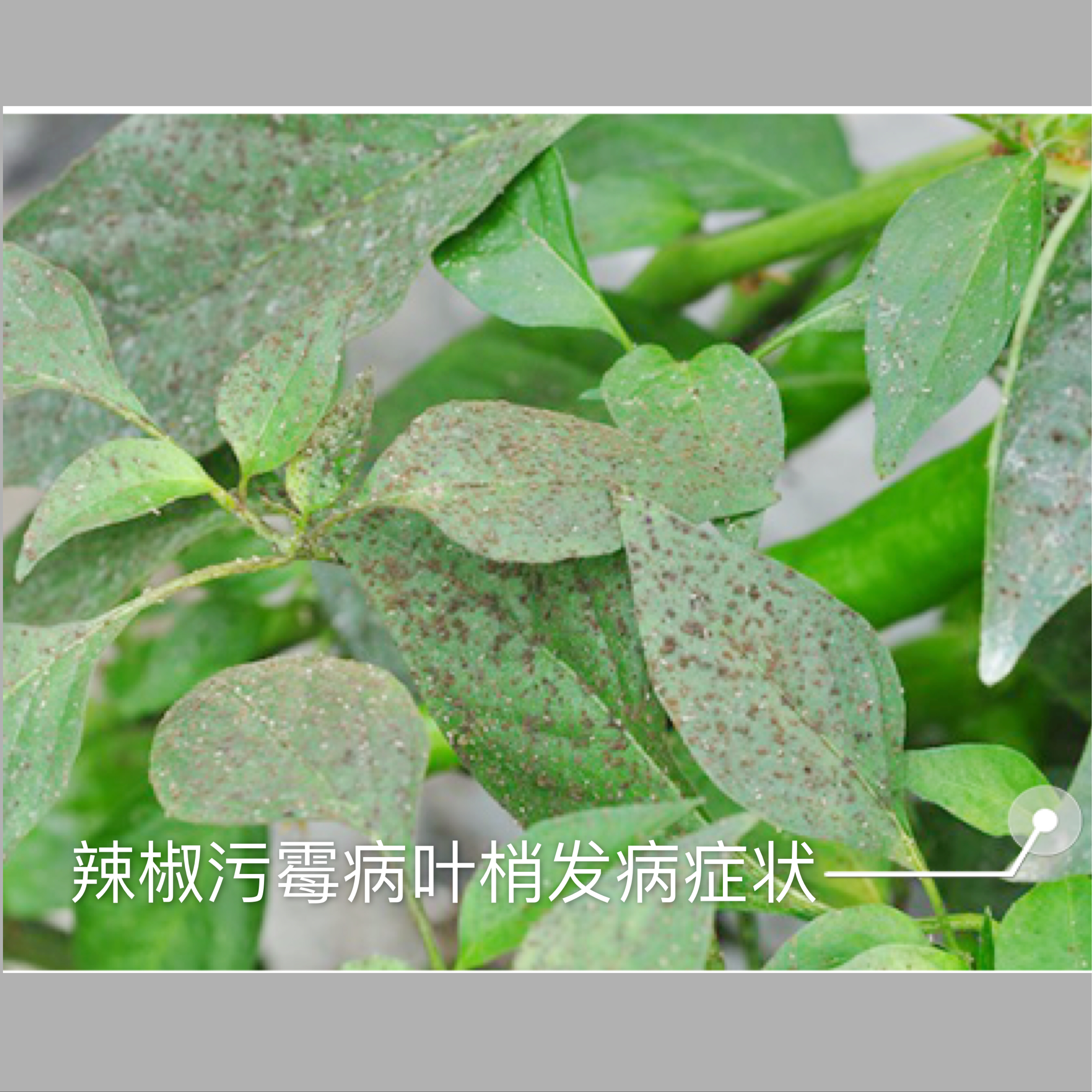 辣椒遇到连续阴雨天气怎么保苗,连续阴雨天辣椒怎么管理