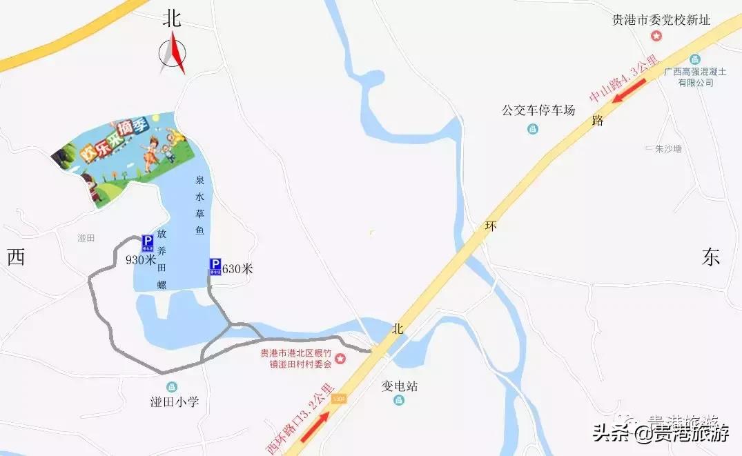 贵港周边哪里有摘桑葚,贵港附近桑葚园在哪里