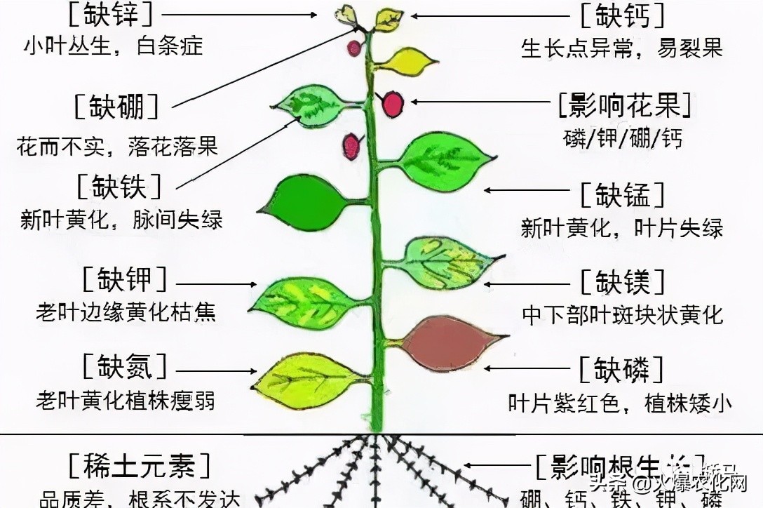 保花保果补硼,果树花前补硼有什么好