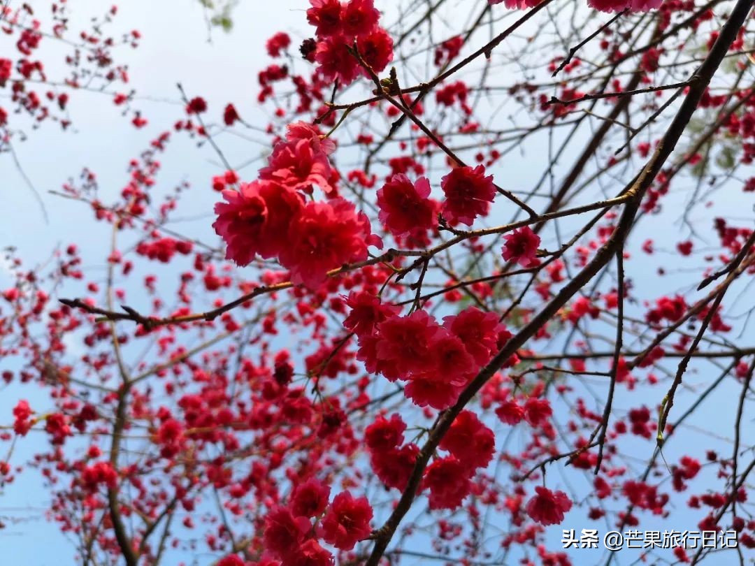 女孩子一个人去云南旅游三月份,一个女生去广州旅游