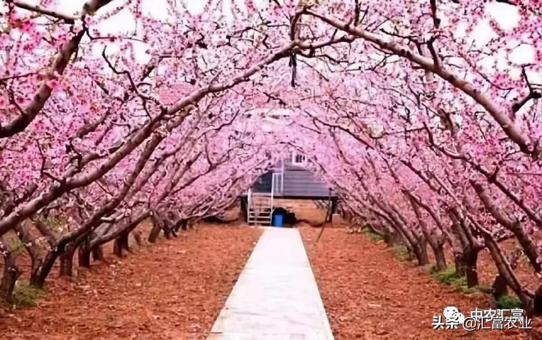 今日黄金油蟠桃价格,金蟠7-12油蟠桃品种介绍