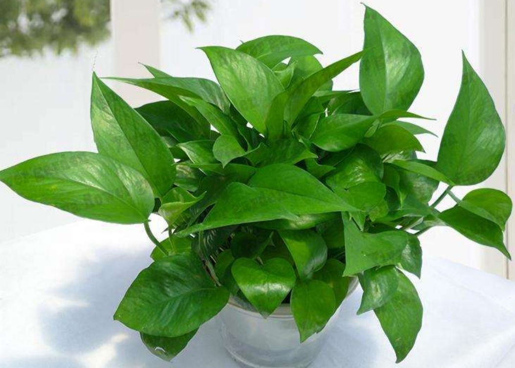 绿萝是很好养活的植物,绿萝的正确浇水方法你做对了吗