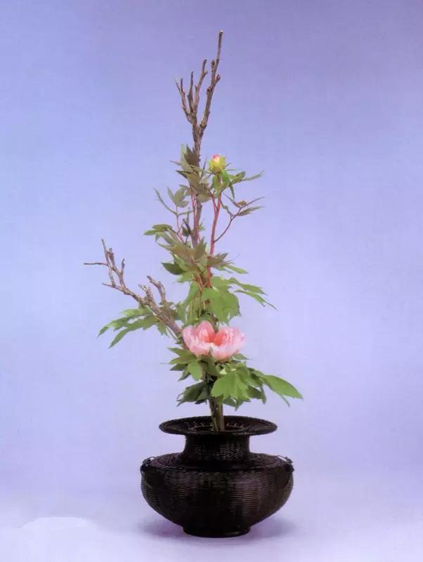 花艺必备|盘点那些超受欢迎的日本进口花材