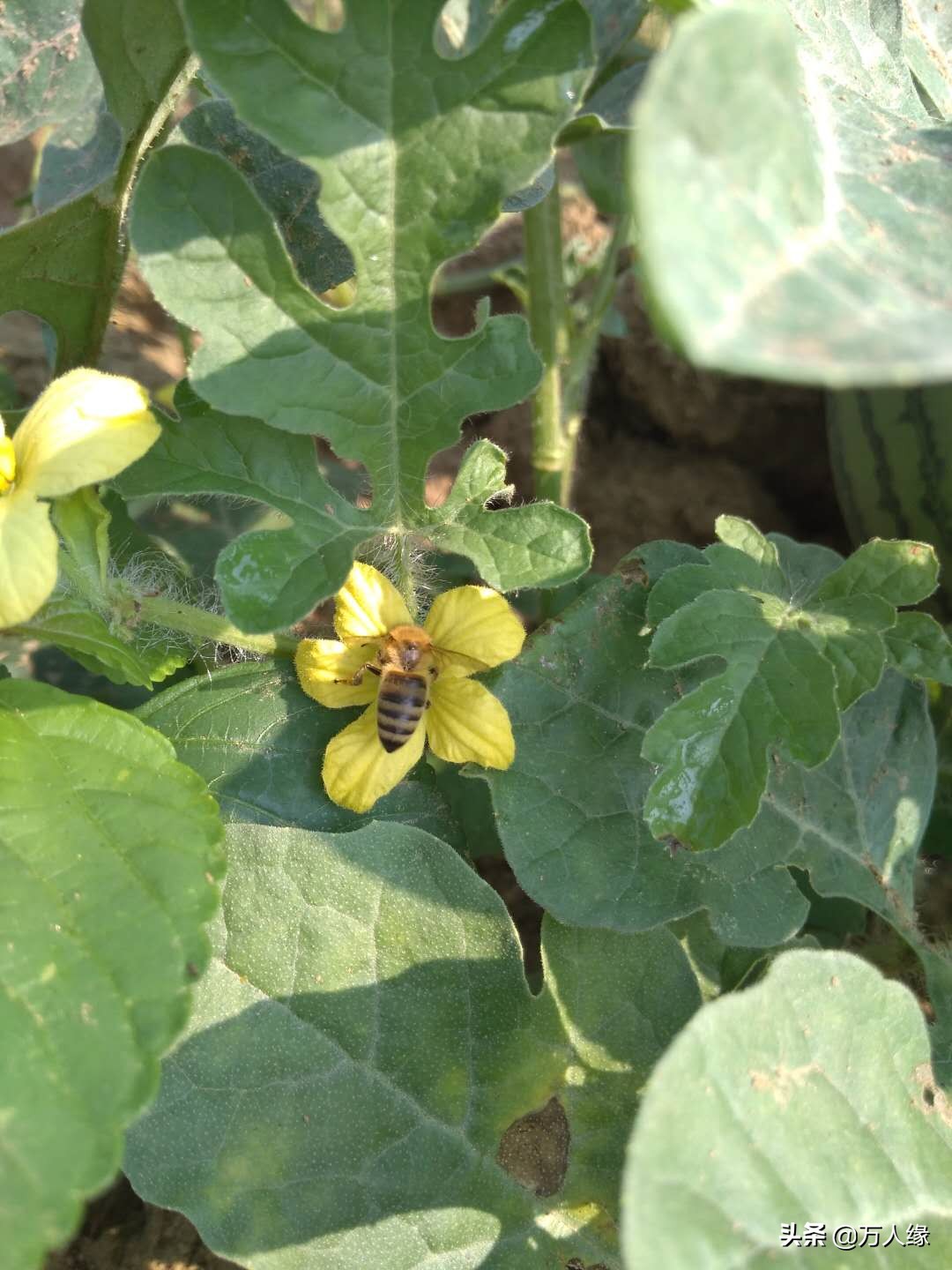 你知道蜜蜂一生要经历几个过程吗,蜜蜂的一生都在干些什么