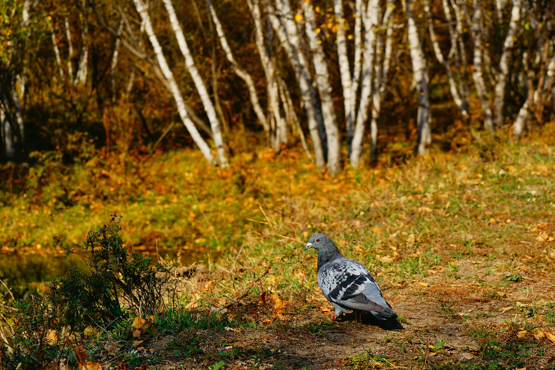 京北第一天路千松坝国家森林公园,千松坝森林公园和京北第一天路