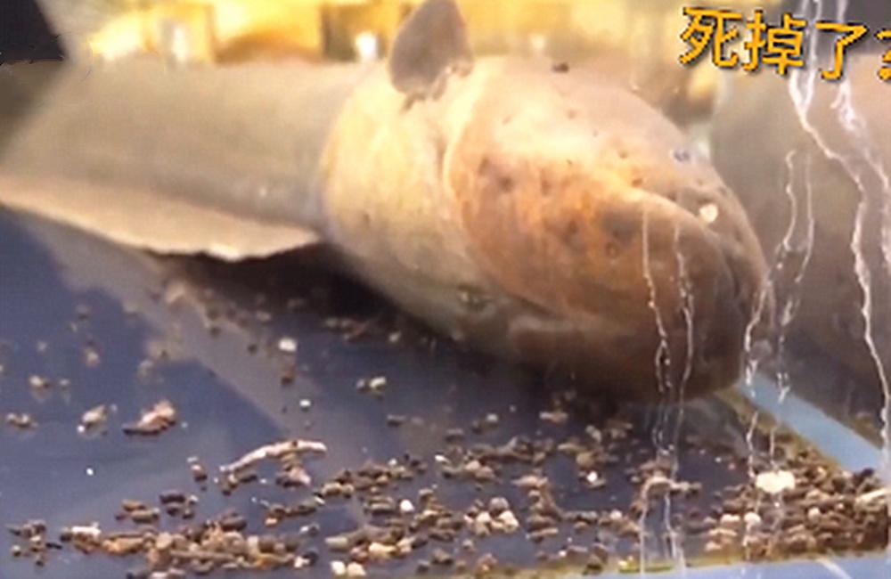 电鳗投喂视频,电鳗投喂后恢复