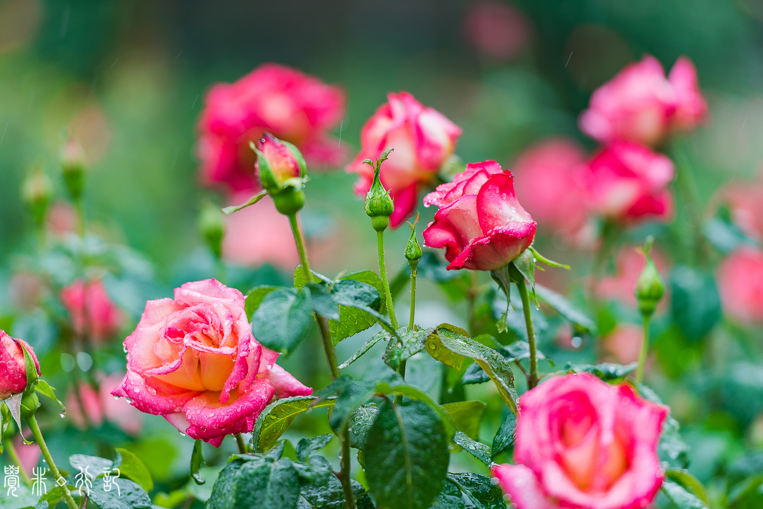 月季花中国特有品种,从中国运到欧洲的四种月季