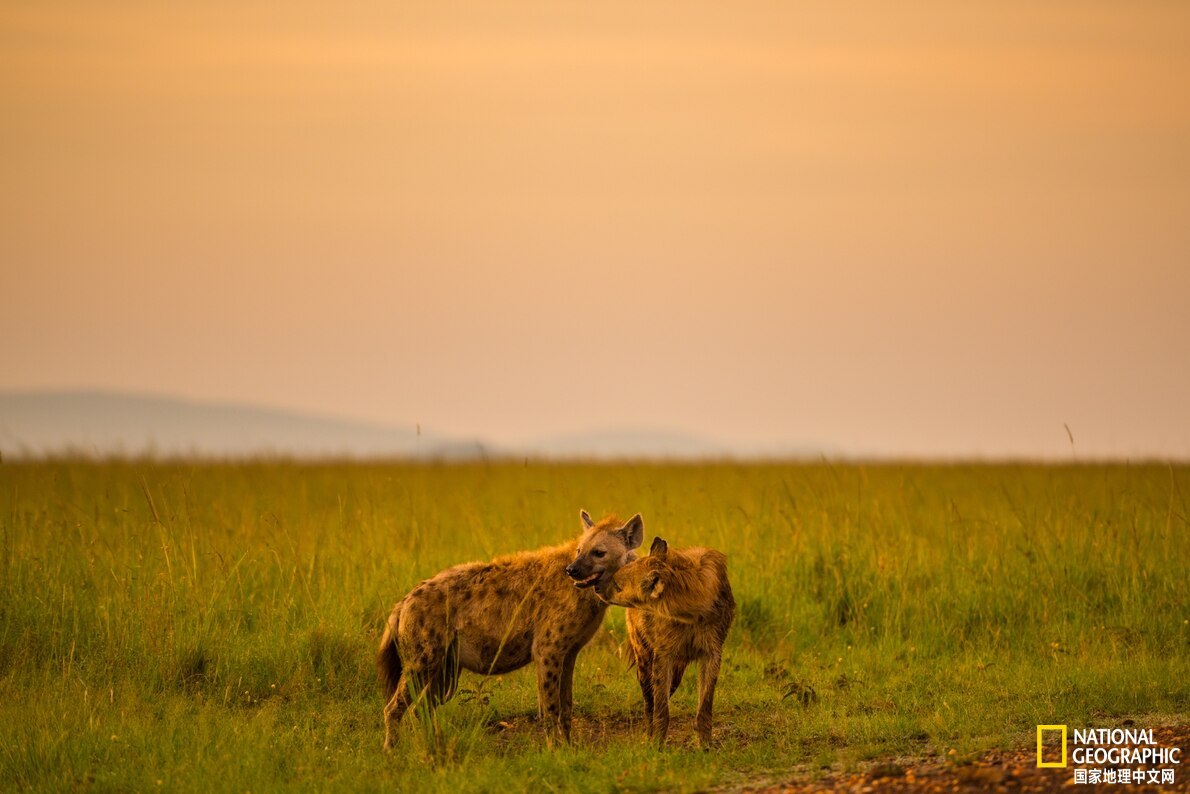 弓形虫是食源性寄生虫哪一类,弓形虫为什么会控制大脑