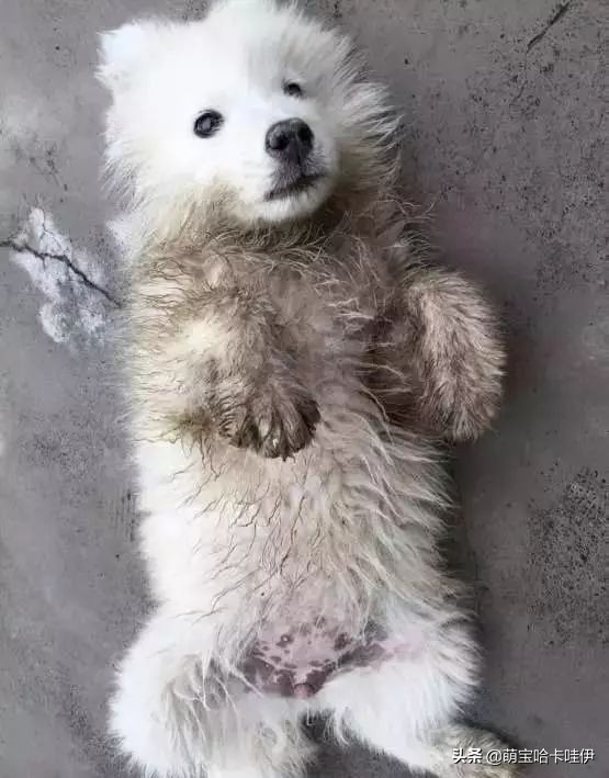 萨摩耶一天尿特别多,萨摩耶幼犬老尿在自己的窝里