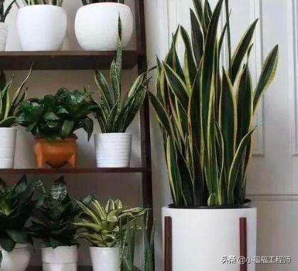 适合孕妇的室内绿植,家里有孕妇房间适合养什么植物