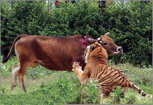 蛟河地理特点,蛟河地名的来源