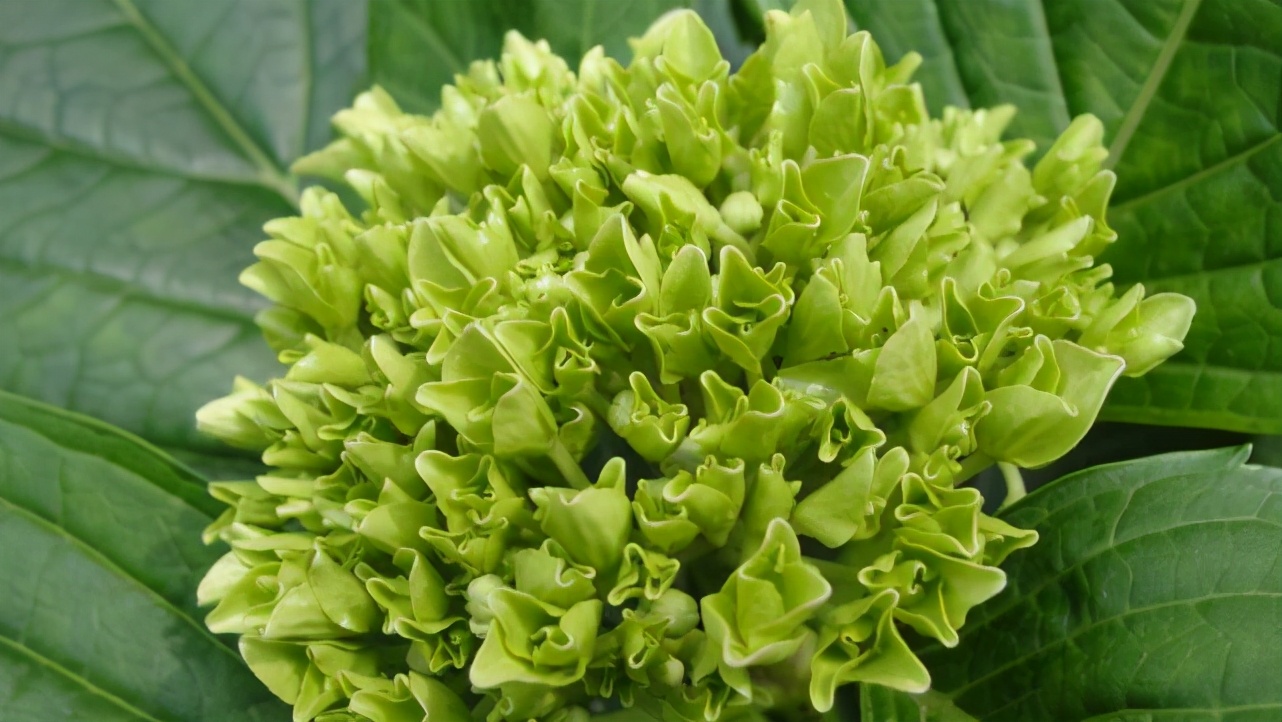 十二星座里哪个星座脾气最爆,看似没脾气实际脾气很大的星座