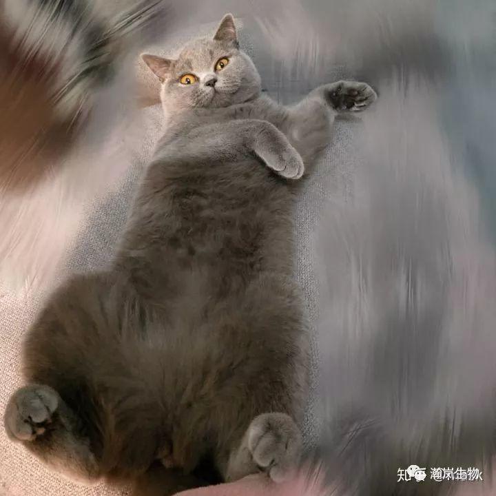 养品种猫的好处,土猫可以和品种猫配吗