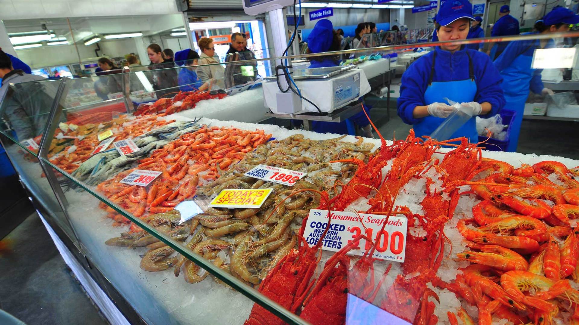 澳大利亚可以钓什么鱼,澳大利亚黄金海岸钓鱼