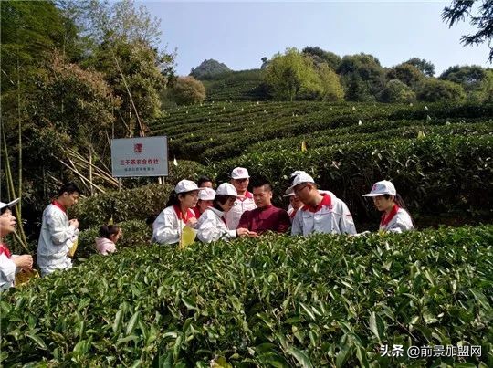 以后开茶叶店的趋势,开茶叶店投资什么项目