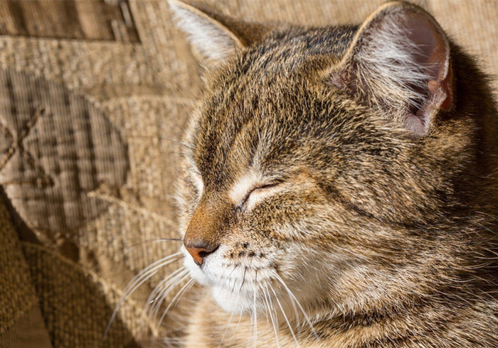 明明驱虫了但为什么还有蜱虫,猫咪得了毛滴虫主人要怎么防