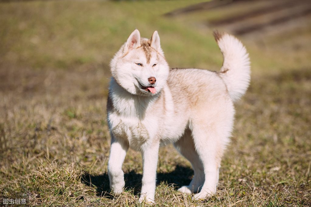 你适合养哪种狗狗,新手铲屎官最适合养的小宠物狗