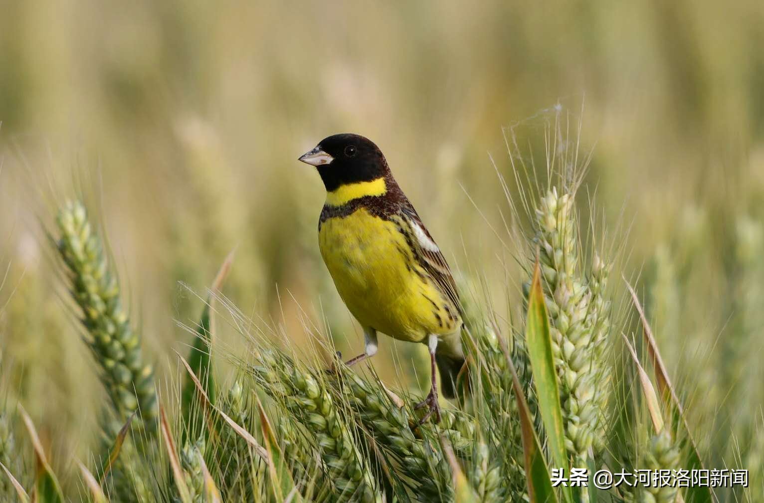 大量候鸟来洛阳越冬,候鸟迁徙壮观场面