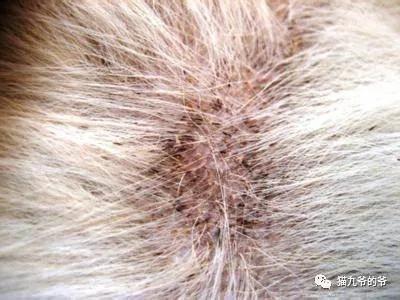 猫九爷：犬猫皮肤病的类型概述