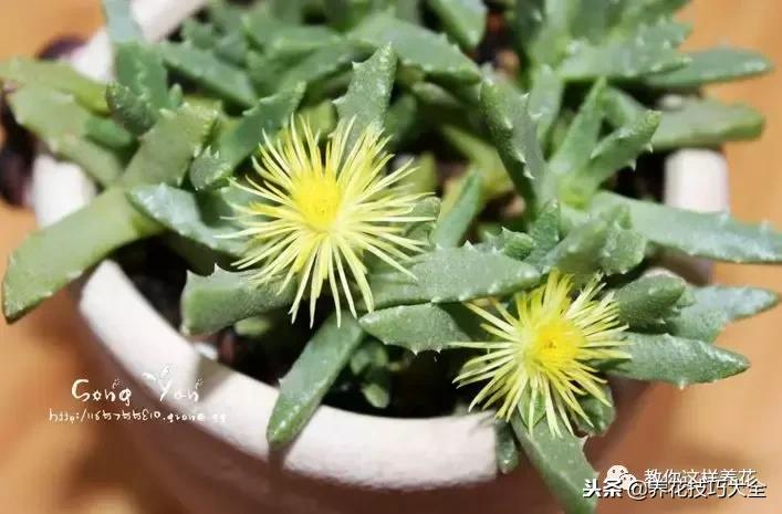 香味最好闻的十种花,一年四季都能闻到香味的四种花