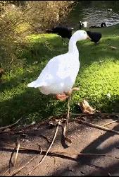 今日萌图,仓鼠身上长了疑似肿瘤的东西