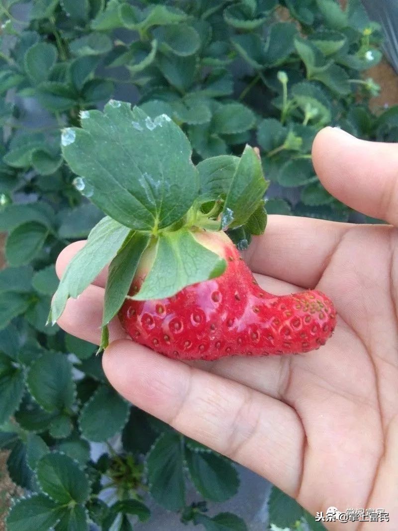 家乡是我们成长的沃土,家乡是生养我们的地方