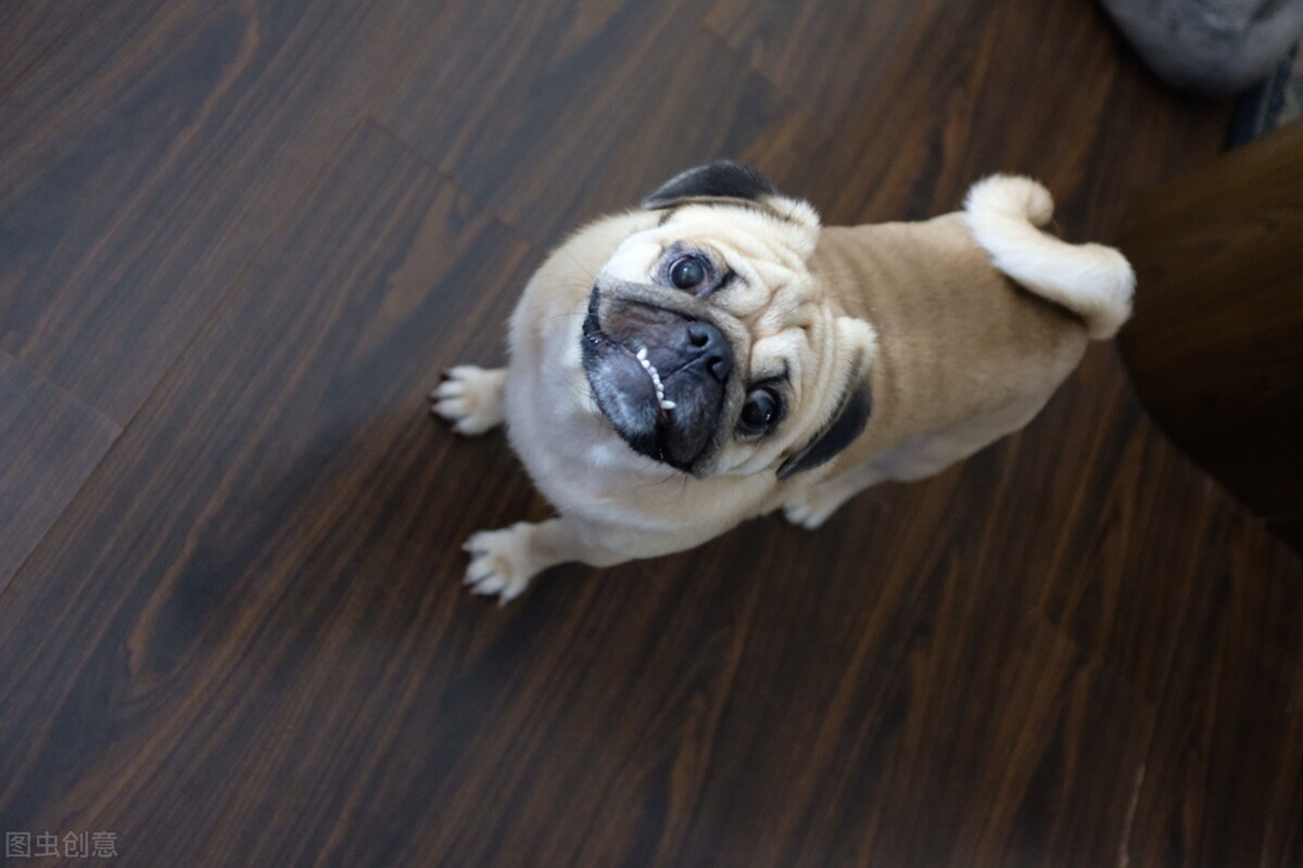 巴哥犬好养吗养巴哥犬的注意事项,八哥犬和巴哥犬有什么区别呢