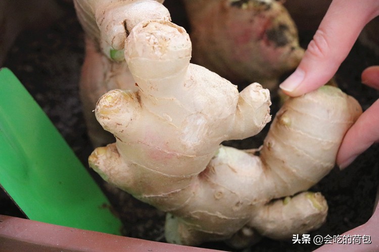 农村老奶奶用30年腌生姜的配方,80岁老奶奶坚持吃生姜