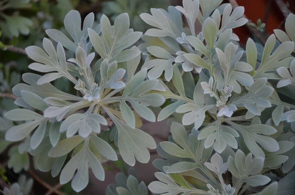 芙蓉菊颜色变化,银叶芙蓉菊种植