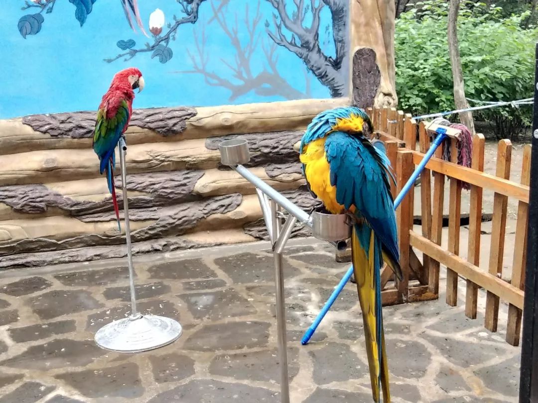 今起东北虎园大门票半价!近百种珍稀动物,带你走进现实版动物世界!