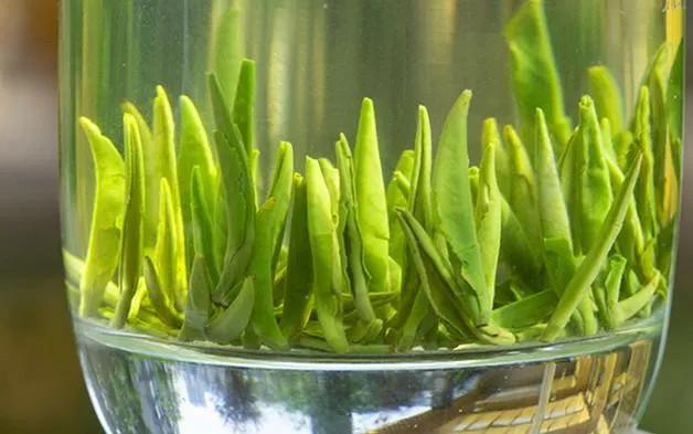 你所不了解的竹叶青茶