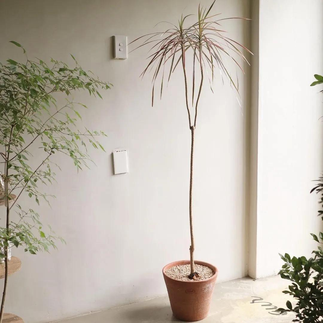 网红必备的高颜值绿植,ins风的网红绿植