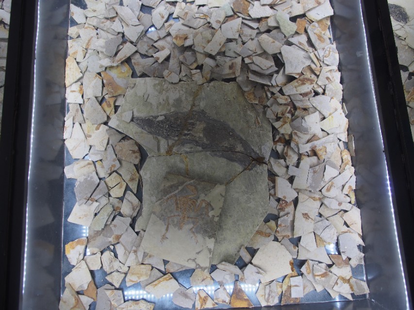 辽宁省兴城市菊花岛,辽宁兴城觉华岛