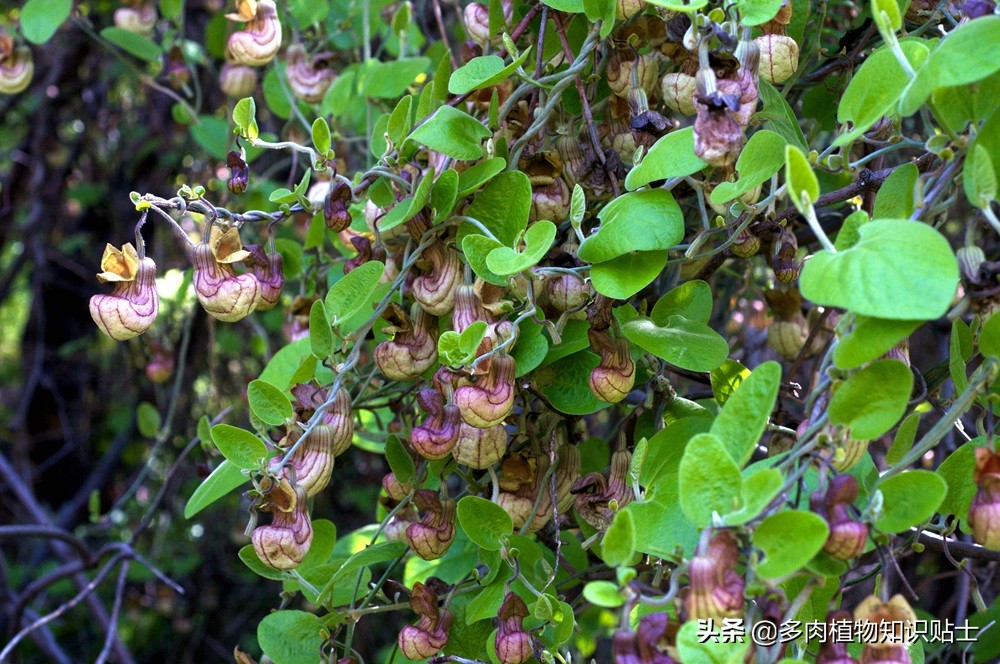 巨花马兜铃怎么繁育,巨花马兜铃图片大全
