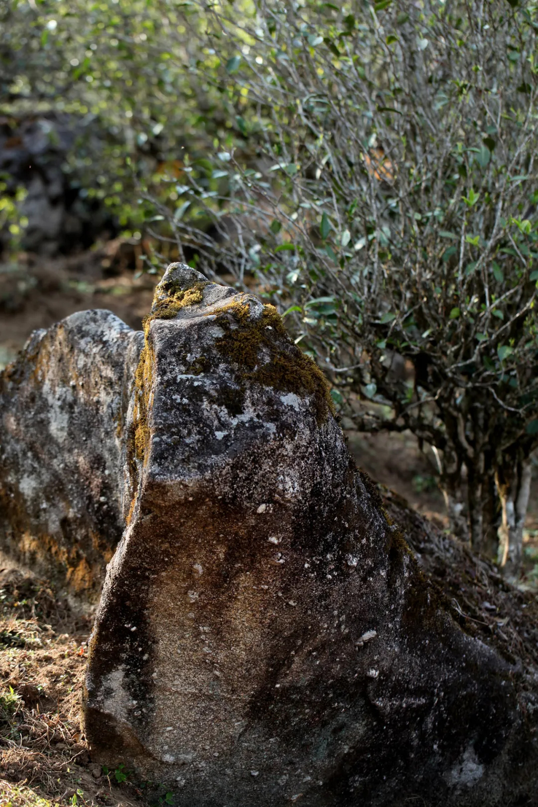来自临沧秘境的岩韵花香——邦东岩茶，口感滋味竟可匹敌昔归