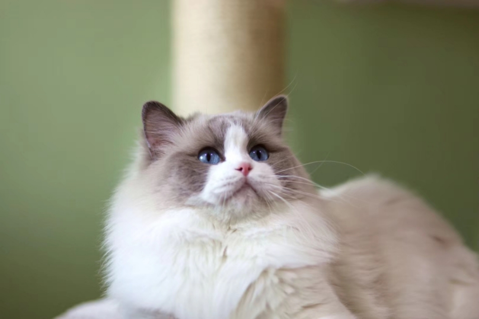 如何挑选布偶猫这几点需要注意,怎样挑选布偶猫的品相