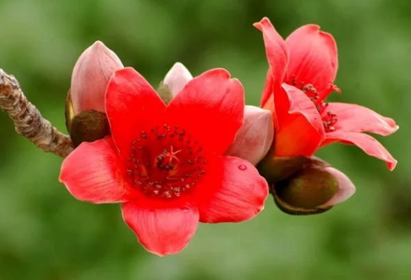 许你一场木棉花开（作者：琼儿）