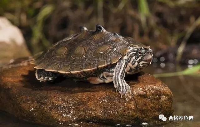 龟中二哈是什么龟,地图龟二哈行为