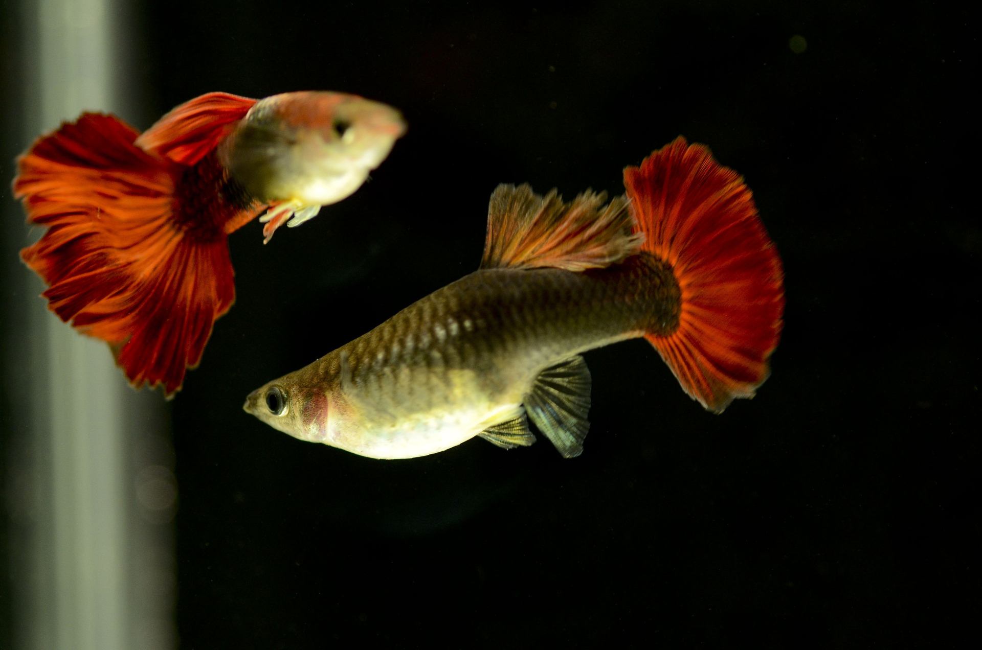 孔雀鱼公鱼异常活跃怎么办,新买的孔雀鱼怎么看有没有病