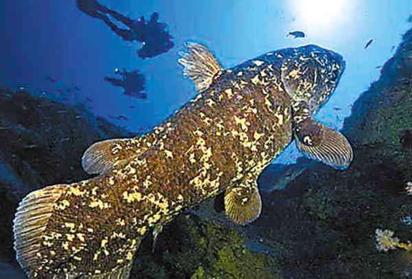 史上五大恐怖深海生物,海洋十大恐怖鱼