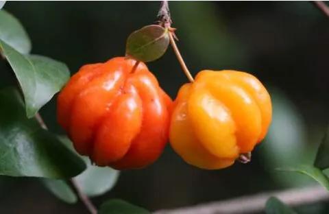 了解巴西历史,了解巴西地理的视频