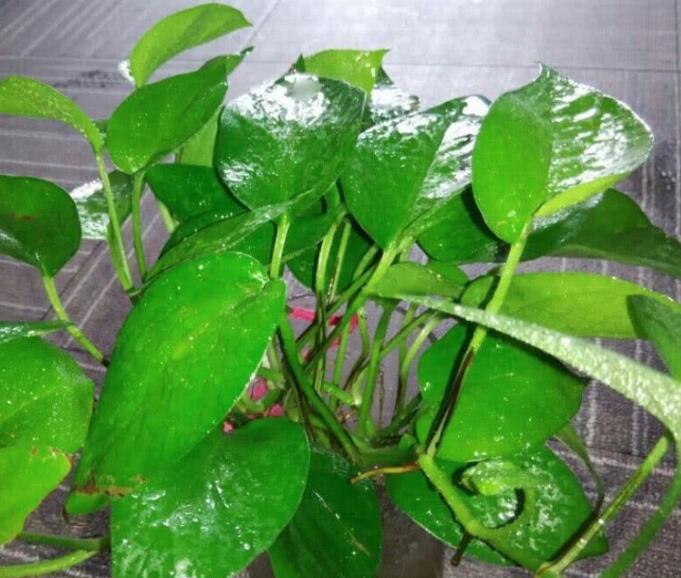 绿萝有小飞虫怎么消灭最快方法,绿萝小飞虫怎么消灭最彻底