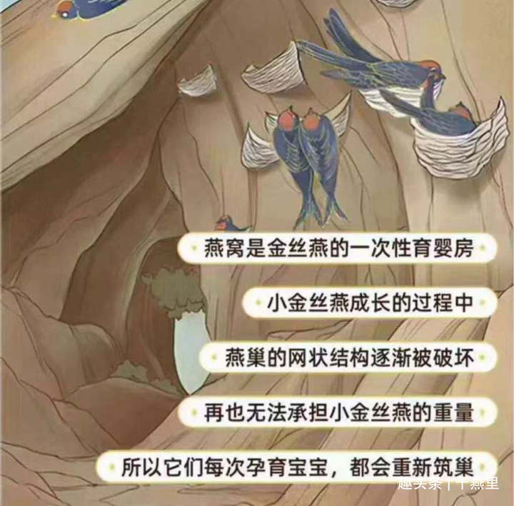 燕窝真实故事视频,燕窝的相关记载