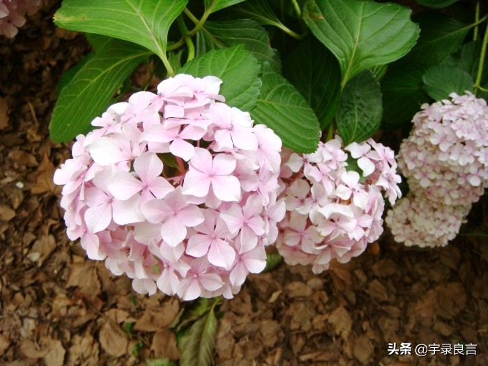 很有深意的句子，有些东西，并不是越浓越好，要恰到好处