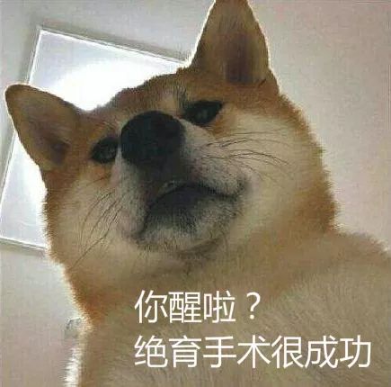 狗狗绝育vs不绝育差别还是很大的,狗狗应该绝育么